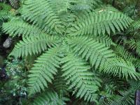 Albums/20060200-New Zealand 2006/20060210-Te Anau to Milford/17